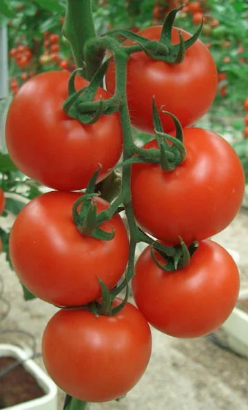 

Anti- TY big red beauty red tomato bonsais 200pcs green vegetables