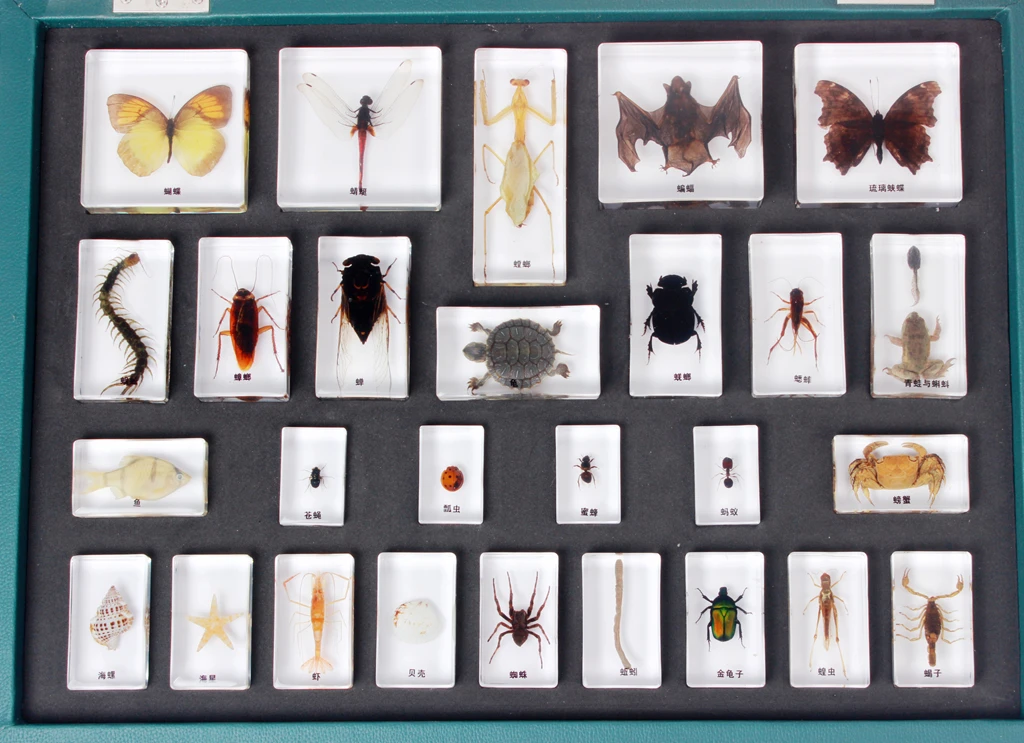 

butterfly specimens Kindergarten primary school Discovery Room Biology teaching aids Animal plants Resin-embedded specimens