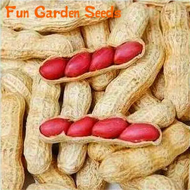 10 Seeds / Pack Chinese 4 Pcs Peanut Seeds In One Shell