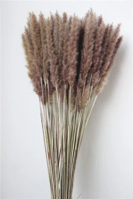 Натуральные Сушеные Pampas Grass Phragmites comris Reed Plant свадебные цветы 30 шт./лот товары для