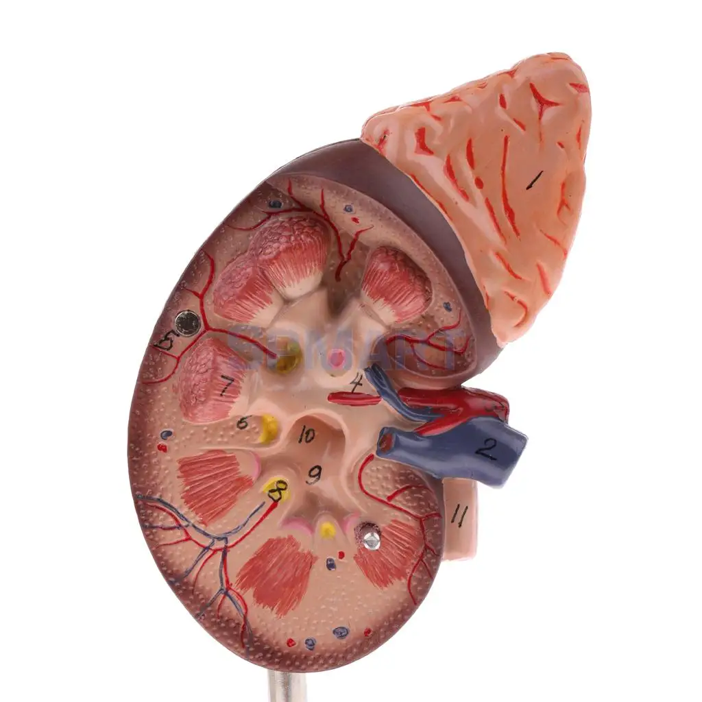 1:1 Human Removable 2 Parts Kidney with Adrenal Gland Anatomical Model