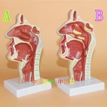 Анатомия носа и горла человека рот и нос ENT медицинская патология ринит Модель A/B Тип