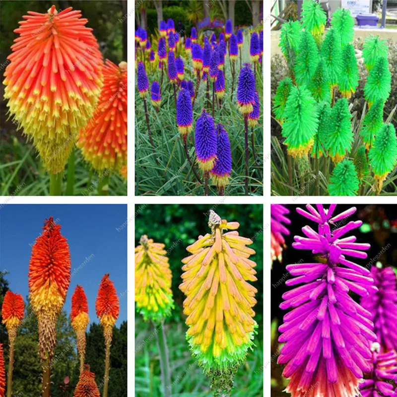 

300pcs True Hot Poker (Kniphofia Uvaria) Beautiful Torch Lily Flower Perennial Bonsai Potted Plants for Home Garden Good Quality