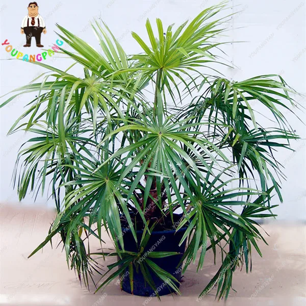 popular tall garden flowers-buy cheap tall garden flowers lots popular tall garden flowers-buy cheap tall garden flowers lots