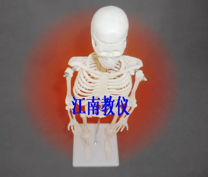 Teaching instrument juvenile bust model of human biological experiment equipment |