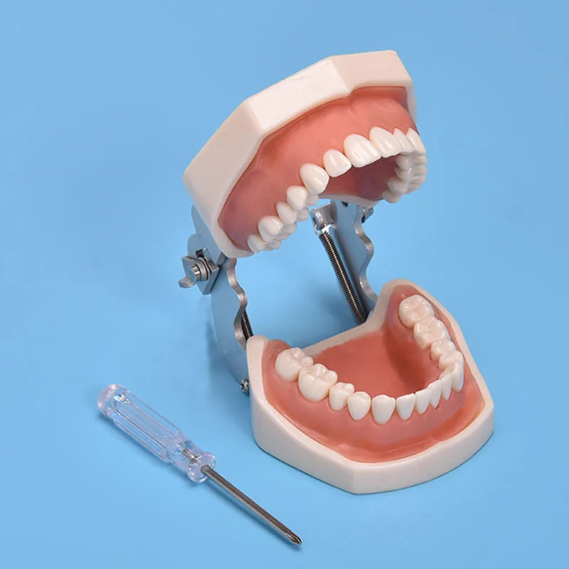 Мягкая десна. Модель челюсти с зубами. Модель челюсть стоматологическая. Гингивопластика десен. Модель челюстей для препарирования.