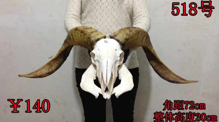 Голова искусство ремесла прямых производителей действительно тибетская овца череп ремесла украшения Тибета яка овца корова
