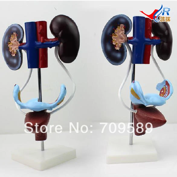 

ISO Anatomical Model of Urinary system, Female Urogenital System Model