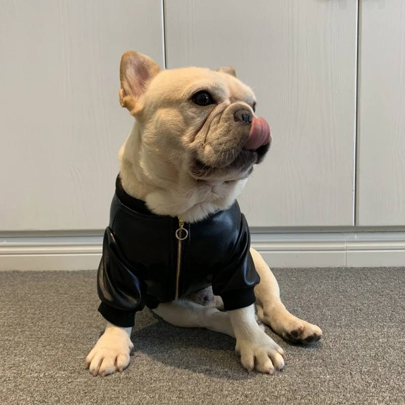 Мопс одежда зимняя французская одежда для бульдога кожаная куртка для собак наряд Шнауцер корги костюм для бульдога одежда для домашних животных