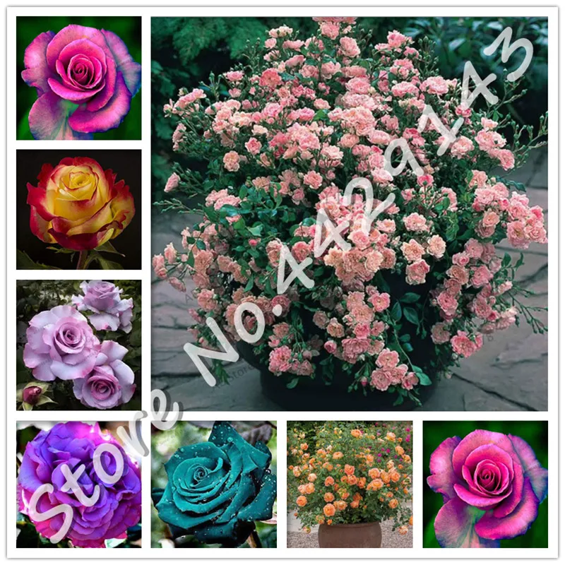 

New! 100 pcs Bonsai Rose Tree and Mini Bonsai Rare Flower Plants Balcony & Yard Potted for home garden office desktop flowers