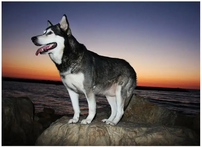 Alaskan Malamute