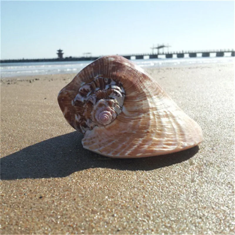13-15cm Natural Shell Craft Natural Seashell Table Decor Fish Tank Decoration Sea Conch5
