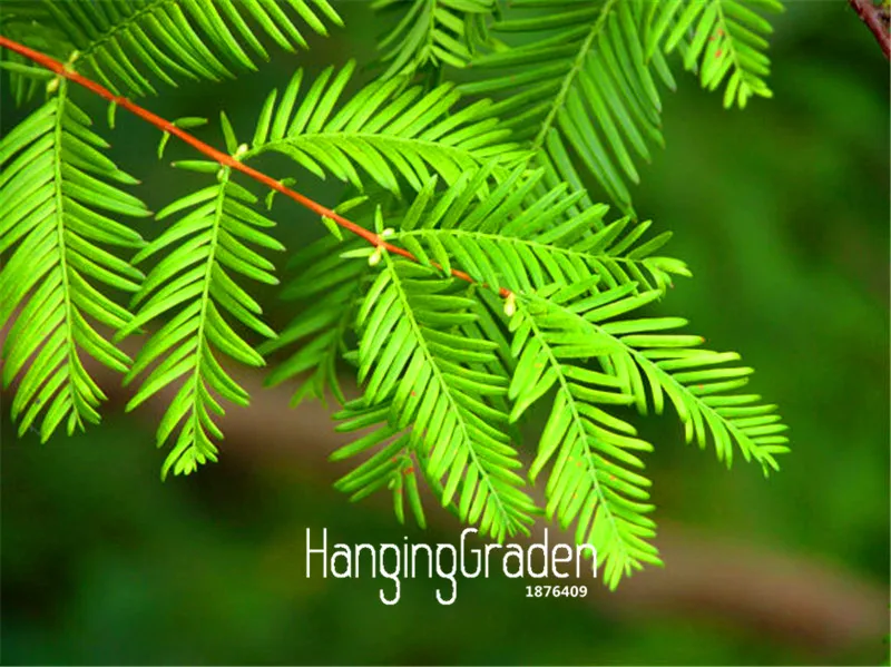 50 шт./упак. Лидер продаж! Metasequoia glyptostrooides, Сычуань допотопных хвойных комнатные растения бонсай дерево сад