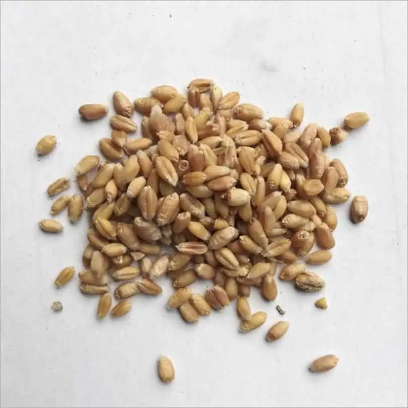 

Wheat juice CaoZhongZi dwarf wheat seeding special tree seeds of wheat seeds 50pcs