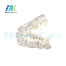 Manka Care – Cat Dentition Mode Oral Model Teeth Tooth Model