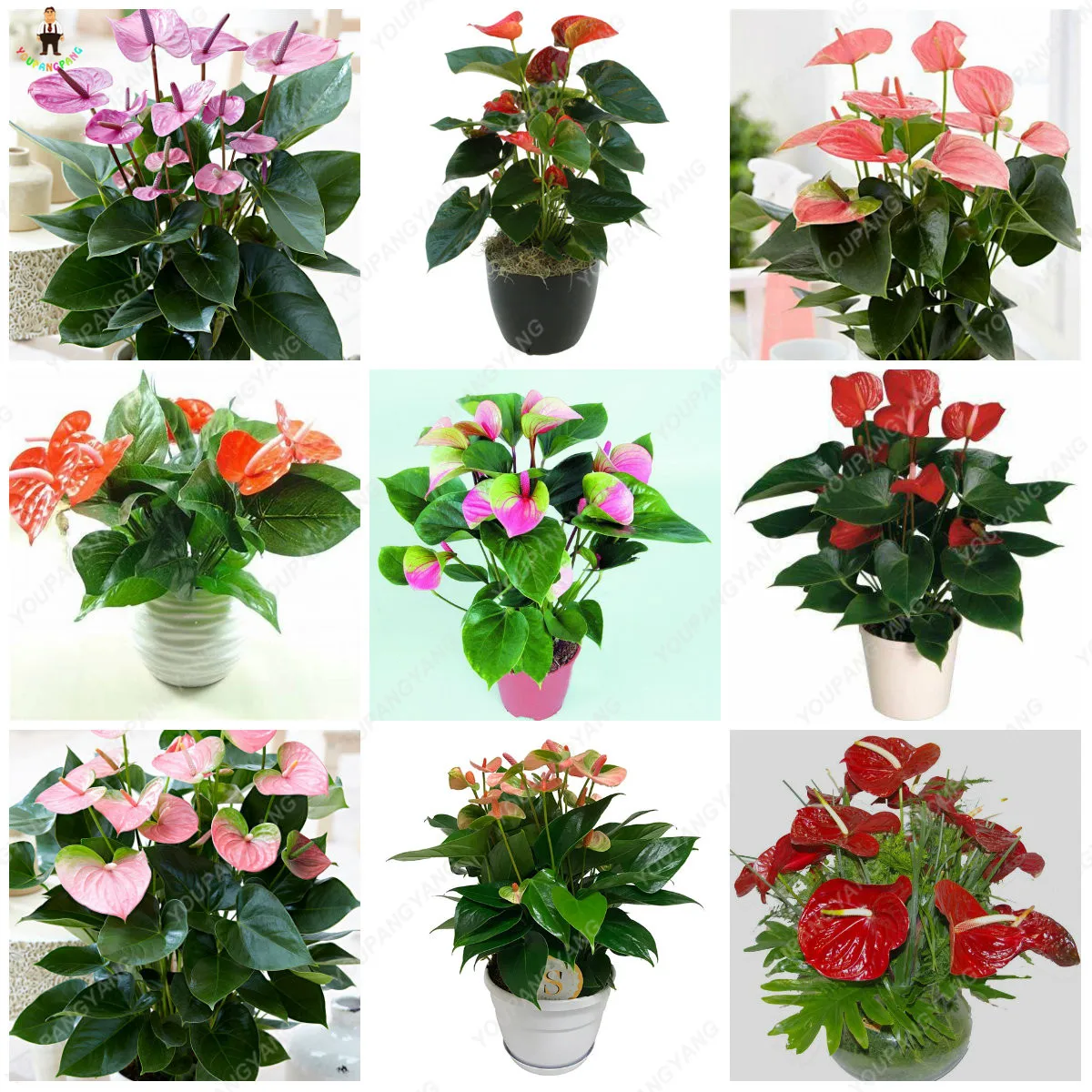 

100pcs rare Anthurium flower plants beautiful garden flowers plantas para jardin indoor bonsai tree for garden decoration