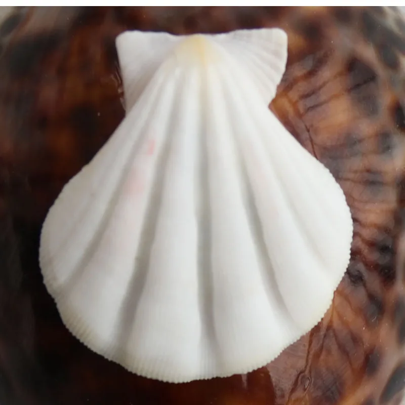 

Free Shipping(20pcs/lot)Color Thick Scallop Natural Shell&Conch Home Decoration Aquarium Landscaping DIY Wishing Bottle Material