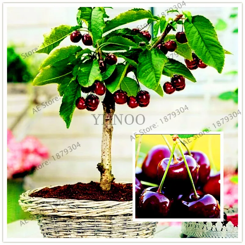 

20pcs/bag Cherry flores cherry tree Organic fruit plantas Bonsai Tree plante, Home Garden Potted Plant free shipping