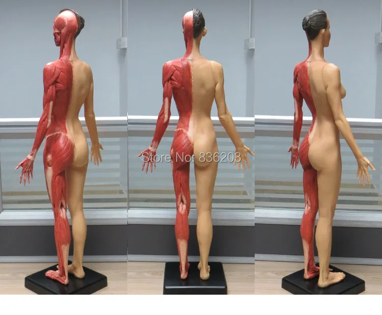 Скелет человеческого черепа из ПУ кожи 60 см|artist anatomy|artist anatomy modelanatomy model |