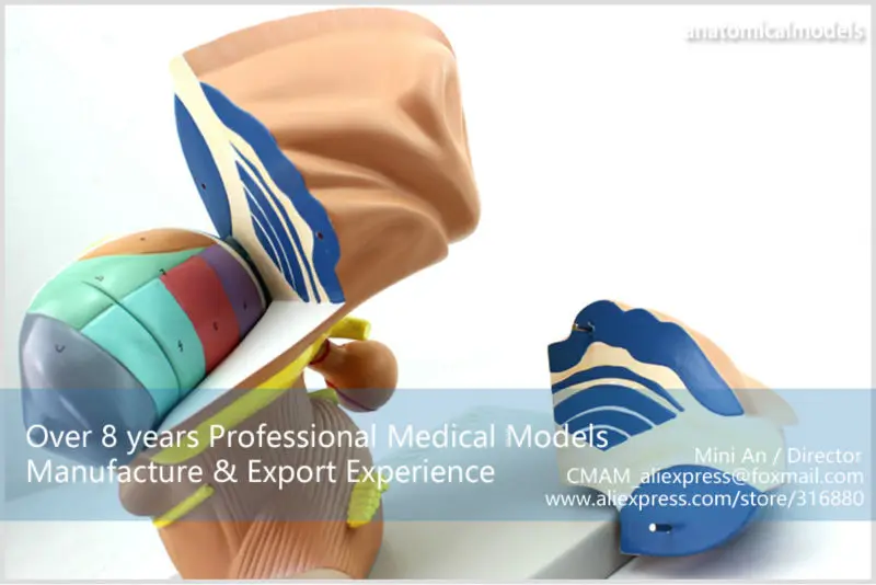 BRAIN13 CMAM MODEL Brain Diencephalon Thalamus Medical Model 9