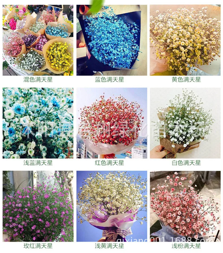 

Gypsophila, four seasons, easy to sow, garden window sill, balcony, potted plants and flowers (100pcs/bags )