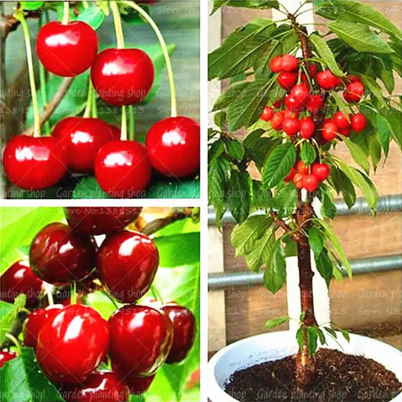

20Pcs/Bag Cherry Bonsai Plant Cherry Tree Plant Fruit Bonsai Family Fruit Garden Potted Plant Healthy Delicious Fruit Tree Plant