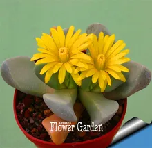 New Fresh Seeds 10Seed/Lot cactus Rebutia variety flowering color cacti rare cactus seed office mini plant succulent,#7EJ58W