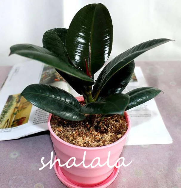 50 / Pack Rare Bonsai Ficus Elastica \ 50 / Pack Rare Bonsai Ficus Elastica \