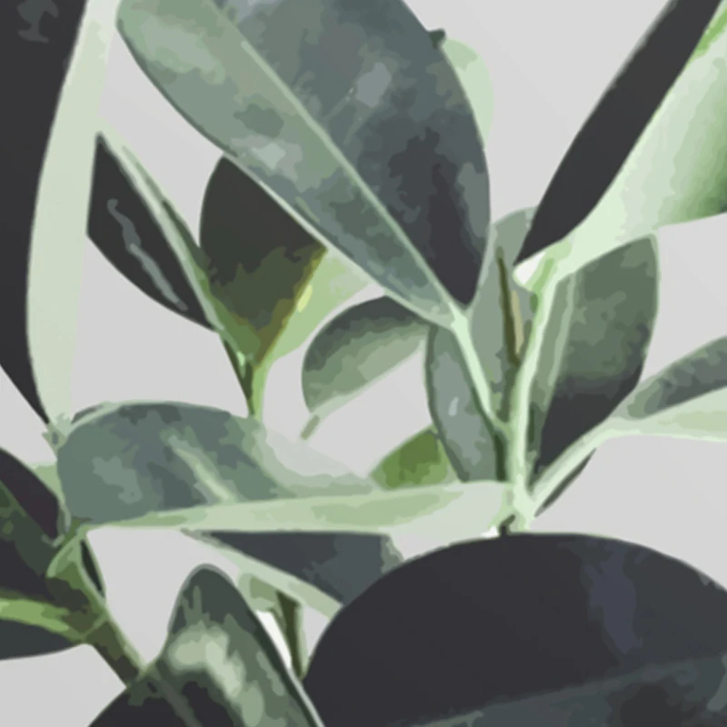 ficus_elastica_3 -  - 