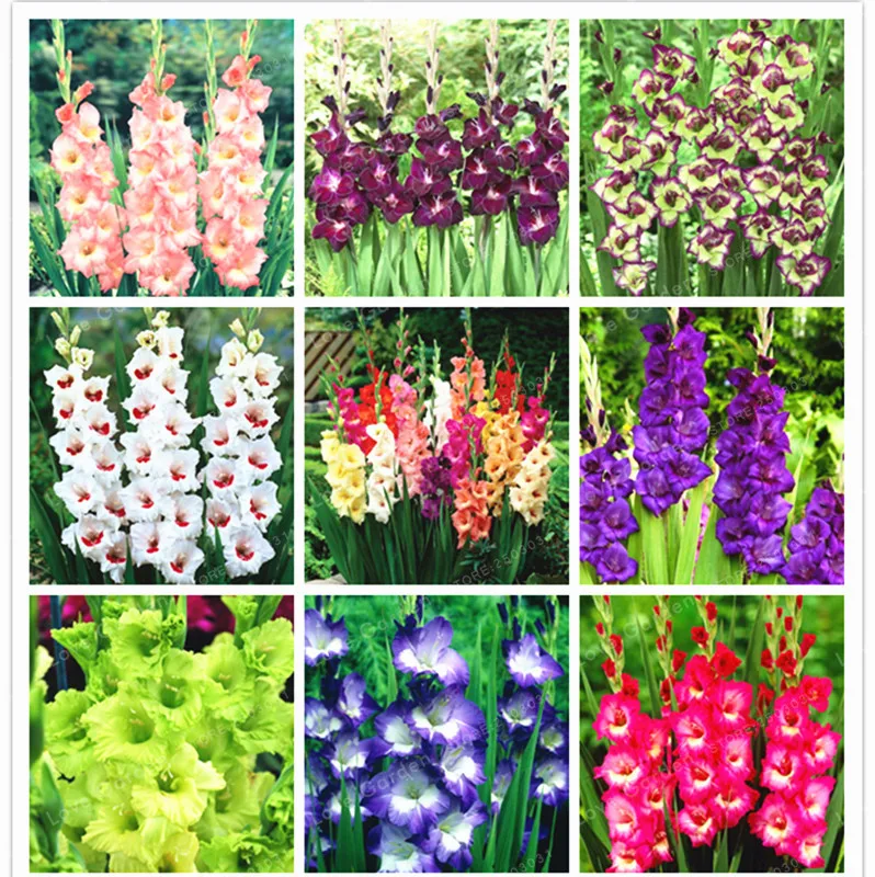 Perennial Gladiolus Flower Bonsai Rare Bonsai Plant For 95 Germination DIY Home Garden Decoration 100 Pcs