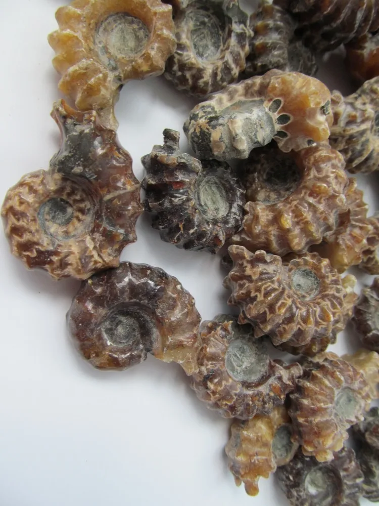 

Top Quality Rare Polished "Goat Horn" Douvilleiceras Ammonite Fossil 30---50g