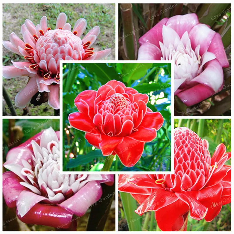 

Torch Ginger 50 Pcs Etlingera Elatior Flower Bonsai Rare Rose Flower Exotic Plants Garden Planting Red Flower