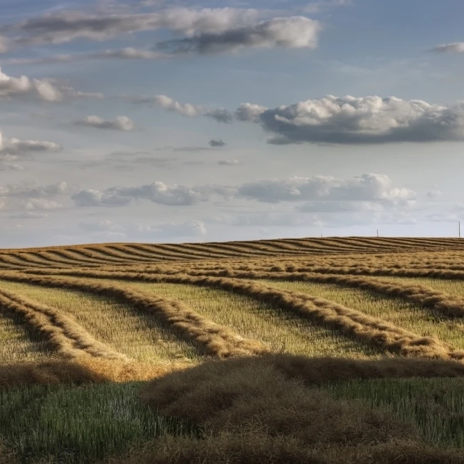 Clouds Over Canola Field On Farm  Central Alberta Poster Print (17 x 11)