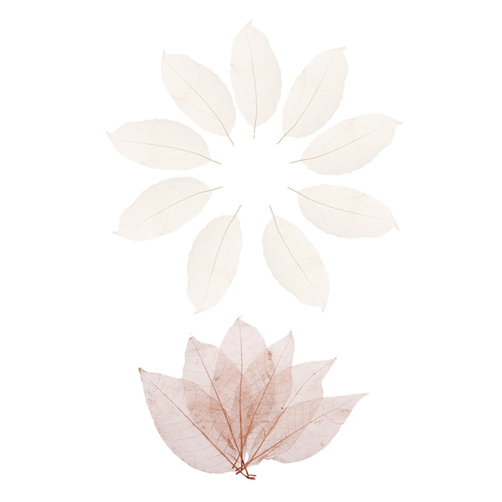 100 Pieces Mixed Pressed Dried Real Magnolia Skeleton Leaves for Scrapbooking, Cards Making, Bookmark Crafts (Whit & Coffee)