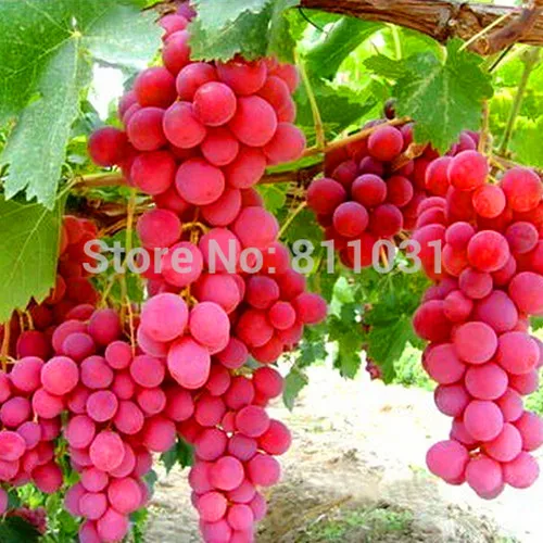 الوان العنب Hot-Selling-20pcs-lot-Rare-Species-Grape-Seeds-Giant-Red-Grapes-Bonsai-font-b-Fruit-b