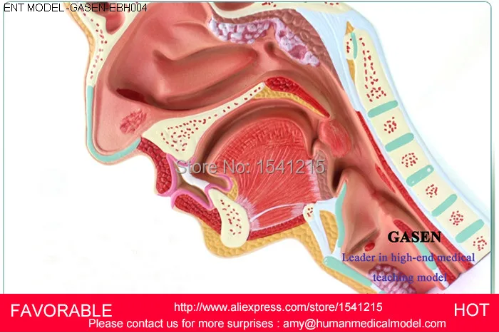 ENT медицинская носовая анатомическая модель, намордник полости носа модель структуры, Анатомия человека модель уха носа горла MODEL-GASEN-EBH004