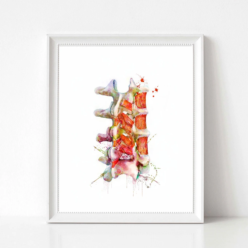 

WANGART Human anatomy art Spine watercolor print Vertebrae poster Surgeon gift Muscles print Neurology art Clinic wall decor