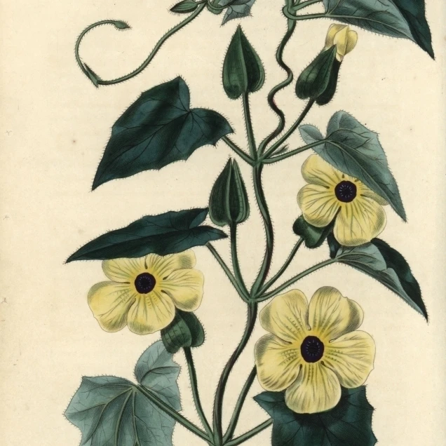 Yellow Flowers And Leaves Of Black-Eyed Susana Poster Print By <ALIMT >&reg;</ALIMT> Florilegius Mary Evans (18 X 24)