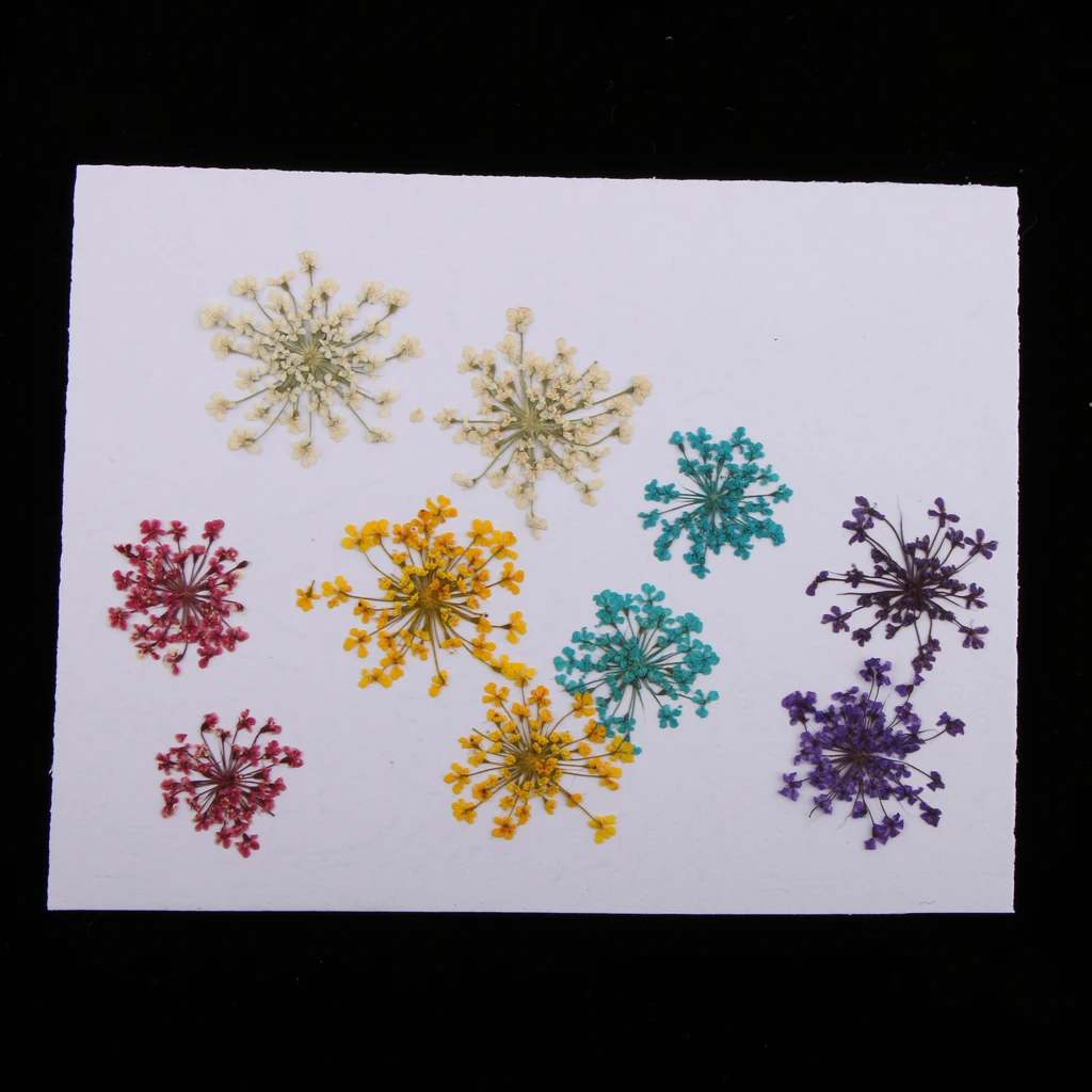 10pcs/Set Pressed Dried Ammi Majus Flower Dry Plants for Resin Jewelry Necklace Pendant Homemade Crafts DIY