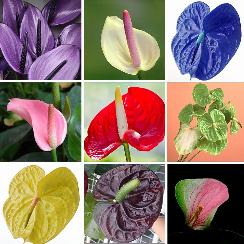 Online Buy Wholesale anthurium plant from China anthurium