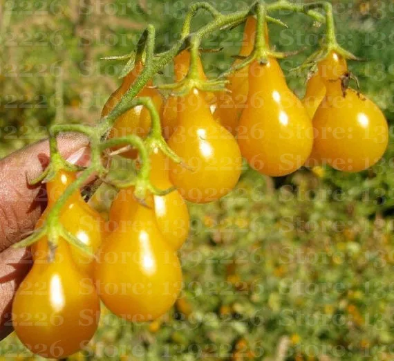 

Huangyangli Tomato, little golden pear tomatoes, Rare Vegetable Fruit - 50 pcs