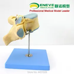 ENOVO анатомическая модель нейро-Ортопедия в грудной спинного мозга и спинномозговых нервов медицинского человеческого тела