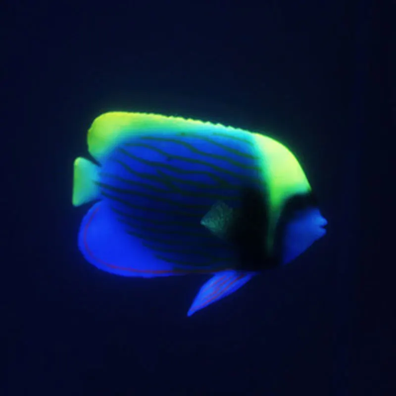 Kumpulan Gambar Dekoratif Ikan Hias HD Terbaru Kumpulan Gambar Dekoratif Ikan Hias HD Terbaru