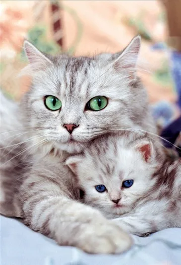 

14/16/18/27/28 Two Cute Cat Animals pets Handmade Needlework Embroidery DIY DMC Cross Stitch Kits Crafts Home decoration