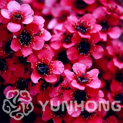 

100PCS Rare Leptospermum Scoparium Flower Bonsai Garden Bonsai Plant Tree Flowers Gift for Kids Home Semillas De Flores Bonsai