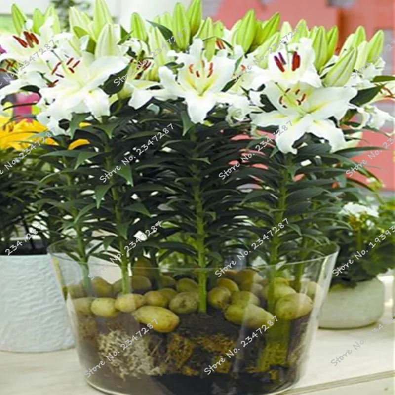 

Lily Plants Flower Potted Bonsai Flores Home Garden Free Shipping 100 pcs