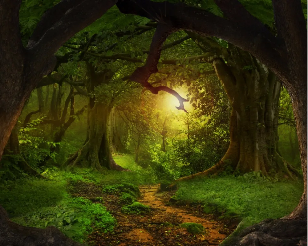 Fairy Forest Fairy Forest