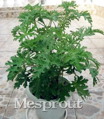 

20PCS Pelargonium Graveolens Bonsai Beautiful Bonsai Mix Indica Lily Plants Garden Bulbs Flowers Potted Ornamental Bonsai Sale
