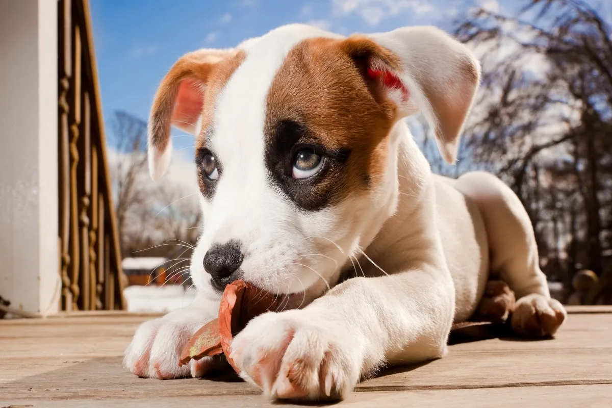 canvas fabric poster custom print little dog with guilty look PDW137 for wall decor room home decoration (frame available) | Дом и сад