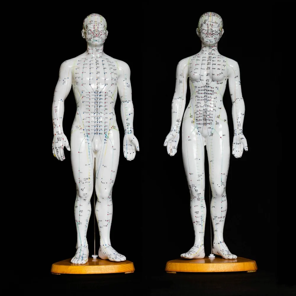

Male female/set Human Acupuncture Model, Height 20" traumatic pistol medical skeleton trauma anatomy medical instruments anatoma